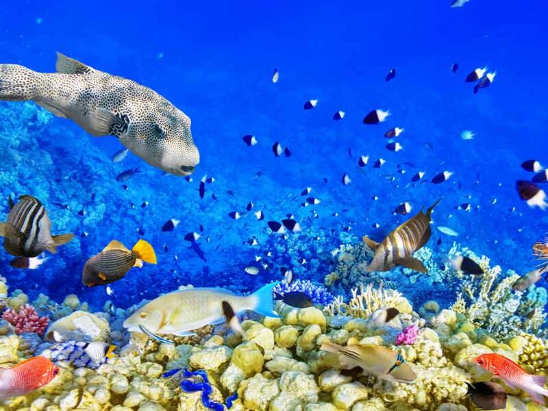 Kahire İskenderiye ve Sharm Masalı Turu - Ajet Havayolları İle - 6 Gece - 8 Gün - Ramazan Bayramı Özel