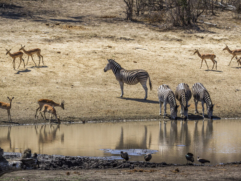 Görkemli Güney Afrika ve Safari - Türk Hava Yolları İle - 7 Gece 9 Gün - Kurban Bayramı Özel